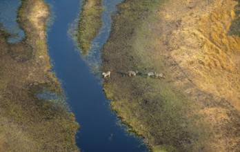 Steppe zebras (Equus quagga), on the river, aerial view, Okavango Delta, Botswana