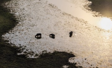 Kaffir buffalo (Syncerus caffer caffer), three animals in the river, in backlight, aerial view,