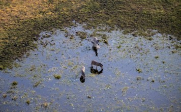 Three steppe zebras (Equus quagga) drinking by the river, aerial view, Okavango Delta, Botswana