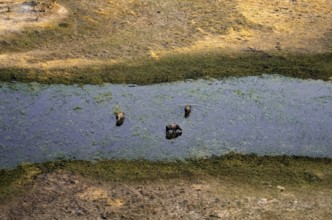 Kaffir buffalo (Syncerus caffer caffer), three animals in the river, aerial view, Okavango Delta,