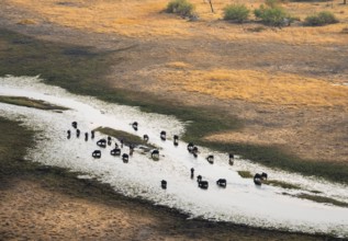 Kaffir buffalo (Syncerus caffer caffer), flock in river, aerial view, Okavango Delta, Botswana