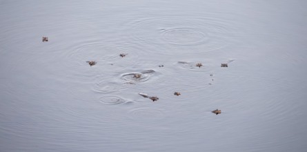 Hippos (Hippopatamus amphibius), group in water, aerial view, Okavango Delta, Botswana