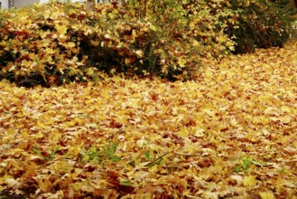 Autumn time, autumn leaves, October, Germany