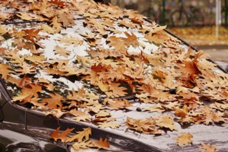 Windshield of a car with autumn leaves, October, Germany