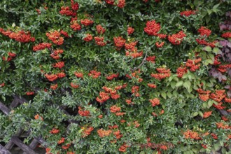 Firethorn (Pyracantha), Bavaria, Germany