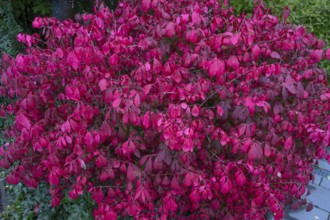 Spindle wing shrub (Euonymus alatus), Bavaria, Germany