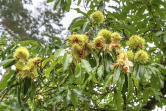 Ripe fruits of a sweet chestnut (Castanea sativa), Bavaria, Germany