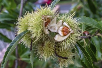 Fruit of a cracked sweet chestnut, Bavaria, Germany