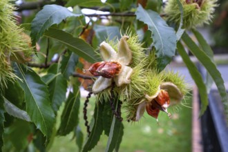Fruits of cracked sweet chestnuts (Castanea sativa), Bavaria, Germany