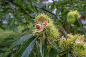 Fruit of a cracked sweet chestnut (Castanea sativa), Bavaria, Germany