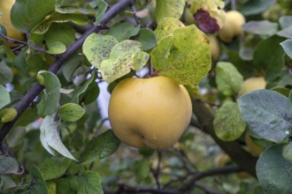Ripe apple quinces (Cydonia oblonga.) on a tree, Bavaria, Germany