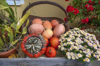 Decorated pumpkins in a basket, Bavaria, Germany