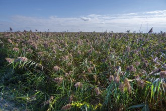 Reed, thatch (Phragmites australis) on the lagoon, Ahrenshoop, Darß, Mecklenbnurg-Western