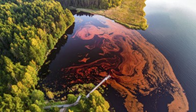 Red algae plant on the lake. abstract ecology nature concept, wild landscape with vibrant red