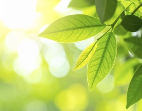 Natural green leaves plants, spring ans summer background cover page, golden soft light, green and