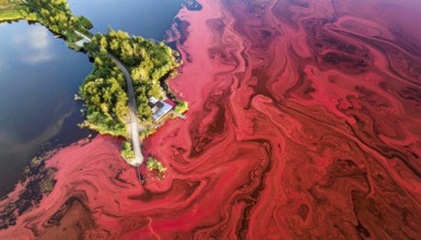Red algae plant on the lake. abstract ecology nature concept, wild landscape with vibrant red