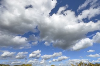 White clouds driven by approaching storm Cumulus above Stratocumulus dense cloud cover against blue