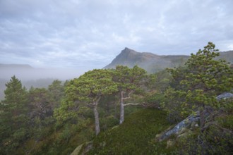 Fairytale dwarf pine forest in morning fog on Steigtindvatnet in front of the majestic Litltind in