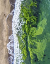 Green algae on the shore of an ocean. Fascinating phenomenon of wilderness nature, green plants,