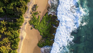 Green algae on the shore of an ocean. Fascinating phenomenon of wilderness nature, green plants,