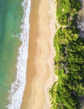 Green algae on the sandy shore of an ocean. Fascinating phenomenon of wild coastline with green