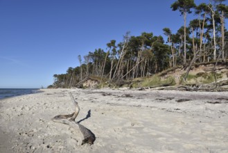 The west beach on the Darß peninsula on the Baltic Sea, Mecklenburg-Western Pomerania, Germany