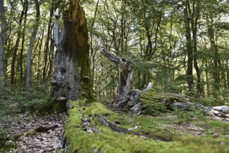 Dead wood in beech forest, Darß primeval forest, Darßer Wald, Mecklenburg-Western Pomerania,