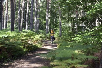 Woman riding a bicycle in a pine forest, Darß Primeval Forest, Mecklenburg-Western Pomerania,