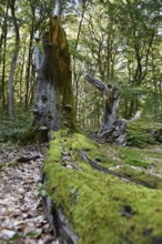 Dead wood in beech forest, Darß primeval forest, Darßer Wald, Mecklenburg-Western Pomerania,