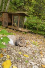 A hare sitting in an outdoor enclosure surrounded by fallen leaves, Wimsener Höhle, Hayingen,