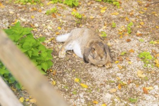 A hare is lying relaxed on the ground surrounded by leaves, Wimsener Höhle, Hayingen, Germany