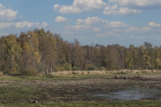 Zwillbrocker Venn, nature reserve, Zwillbrock, Vreden, Münsterland, North Rhine-Westphalia, Germany