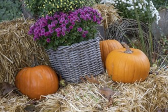 Orange pumpkins and purple chrysanthemums in a basket on straw bales, Münsterland, North