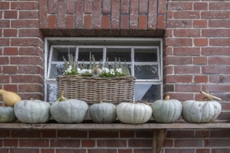 Pumpkins on wooden shelf in front of a window on brick wall. Basket with flowers, Münsterland,