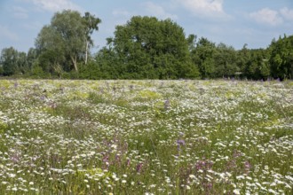 Flower meadow with daisies (Leucanthemum), Münsterland, North Rhine-Westphalia, Germany