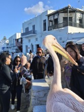 Pelican in front of Little Venice, Chora, Mykonos Town, Mykonos, Cyclades Islands, Greece