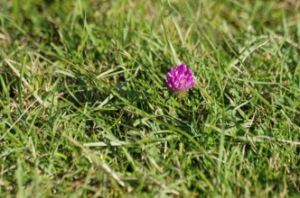 The red blossom of meadow clover, also known as red clover, sets an interesting color accent on a
