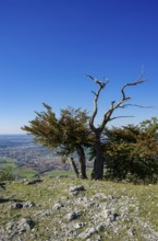 Picturesque scenery on the eaves of the Swabian Jura near Olgafels on Rossfeld in Metzingen-Glems,