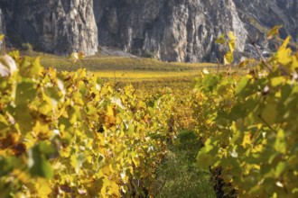 Vineyard landscape in autum colours, vibrant yellow and orange. In background large mountain wall.