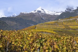 Idyllic vineyard landscape in autum colours in yellow and orange. In background large mountain with