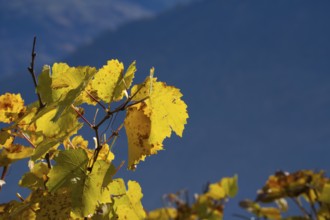 Vine leaves in autum colour yellow and orange. In background large mountain as dark background.