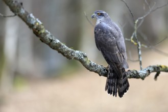 Hawk (Astur gentilis), adult, female, on tree, in winter, alert, Bohemian Forest, Czech Republic,