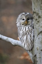 Hawk owl (Strix uralensis), adult, in winter, on tree, on tree trunk, Bohemian Forest, Czech