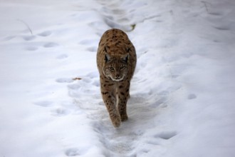 Carpathian lynx (Lynx lynx carpathicus), adult, in winter, in snow, running, stalking, alert,