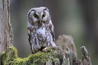 Roughfoot owl (Aegolius funereus), groufoot owl, adult, perch, tree trunk, alert, in winter,