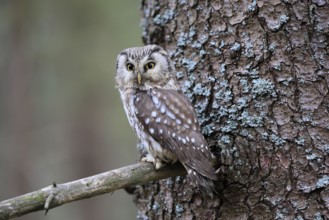 Roughfoot owl (Aegolius funereus), groufoot owl, adult, on tree, alert, in winter, Bohemian Forest,
