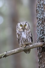 Roughfoot owl (Aegolius funereus), groufoot owl, adult, on tree, alert, in winter, Bohemian Forest,