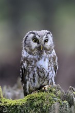 Roughfoot owl (Aegolius funereus), groufoot owl, adult, perch, tree trunk, alert, in winter,