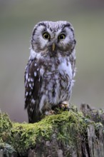 Roughfoot owl (Aegolius funereus), groufoot owl, adult, perch, tree trunk, alert, in winter,