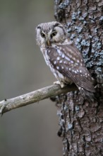 Roughfoot owl (Aegolius funereus), groufoot owl, adult, on tree, alert, in winter, Bohemian Forest,